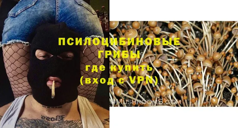 blacksprut ссылка  Видное  Псилоцибиновые грибы Magic Shrooms 